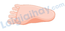 Đề thi học kì 2 Tiếng Anh 4 Family and Friends - Đề số 7 0 5