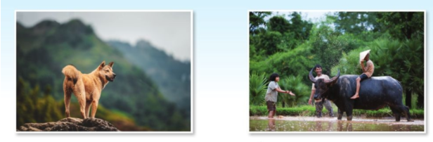 Tiếng Anh lớp 4 Unit 7 lesson 8 trang 119 Explore Our World 0 1
