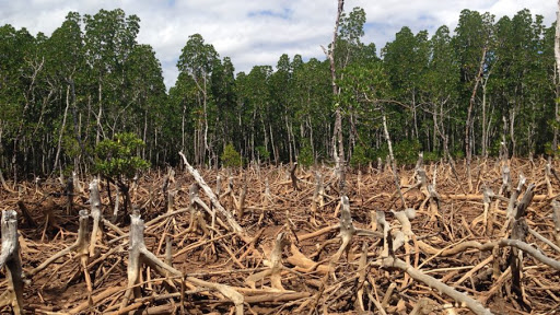Trắc nghiệm Từ vựng Unit 11 Tiếng Anh 6 Global Success 0 10