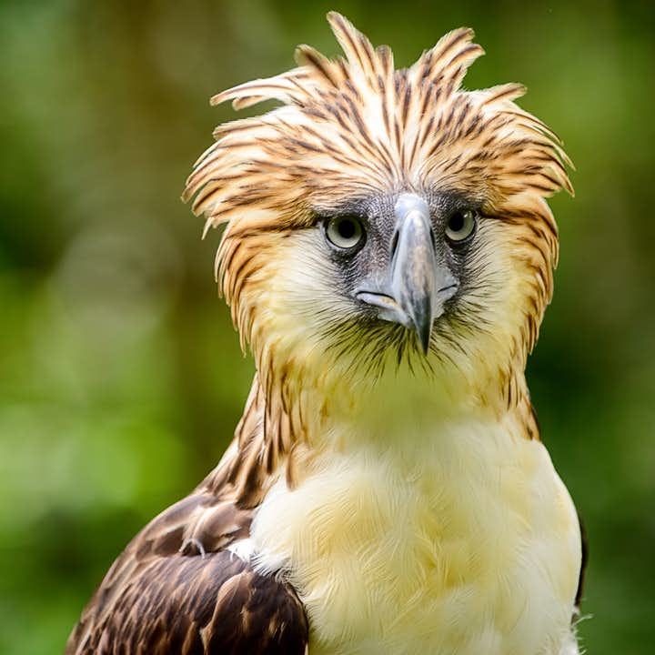 Writing: Animals in danger - Unit 3. Wild life - Tiếng Anh 6 - Friends plus 1 1